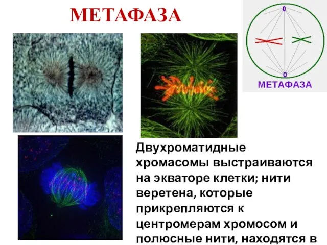 МЕТАФАЗА Двухроматидные хромасомы выстраиваются на экваторе клетки; нити веретена, которые