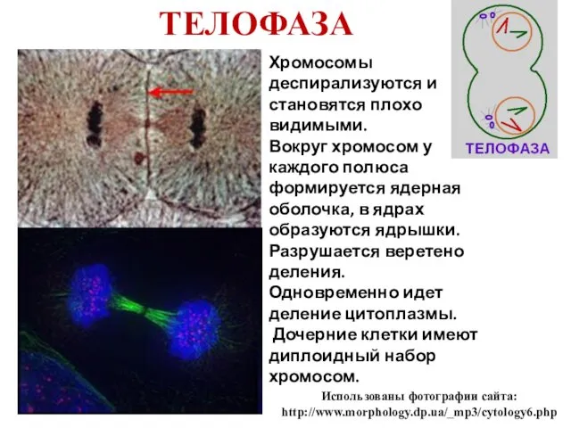 ТЕЛОФАЗА Использованы фотографии сайта: http://www.morphology.dp.ua/_mp3/cytology6.php Хромосомы деспирализуются и становятся плохо