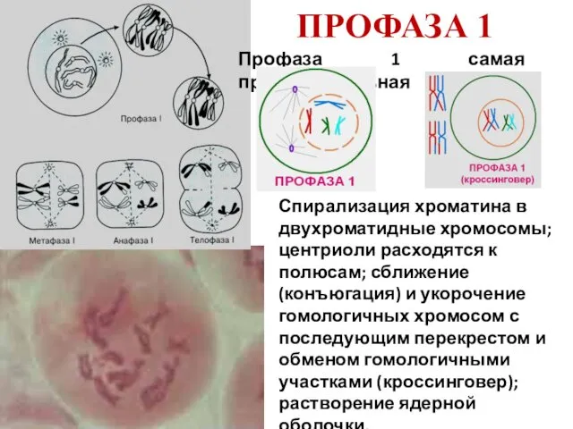ПРОФАЗА 1 Профаза 1 самая продолжительная Спирализация хроматина в двухроматидные