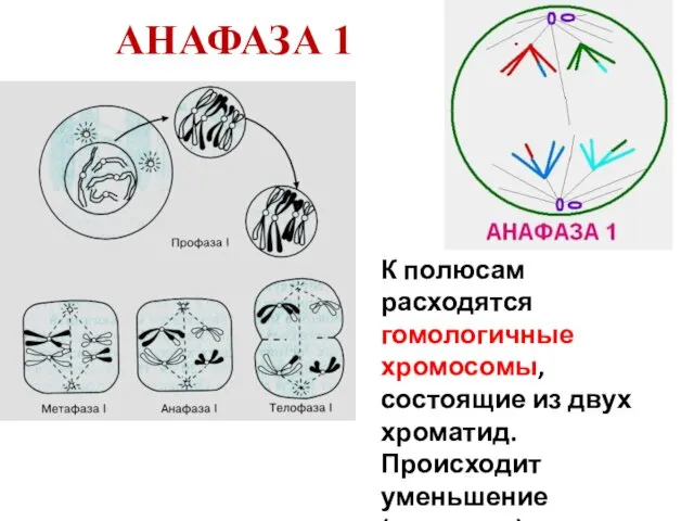 АНАФАЗА 1 К полюсам расходятся гомологичные хромосомы, состоящие из двух