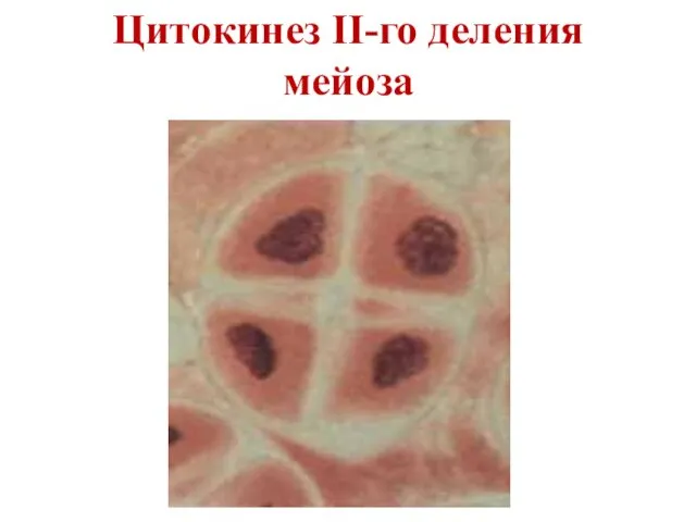 Цитокинез II-го деления мейоза