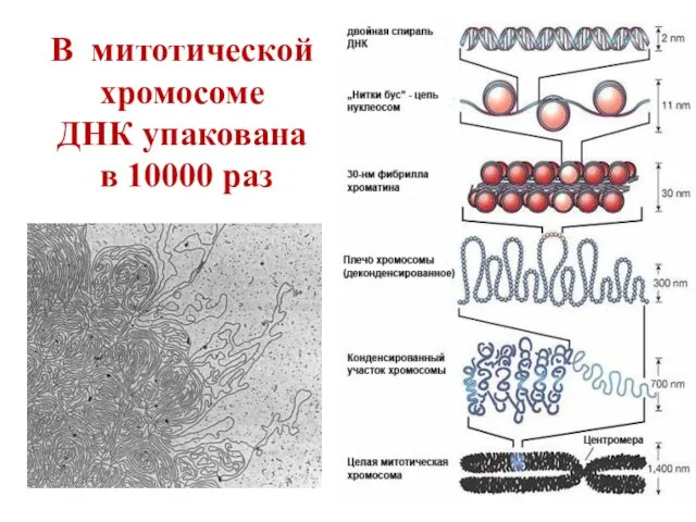 В митотической хромосоме ДНК упакована в 10000 раз