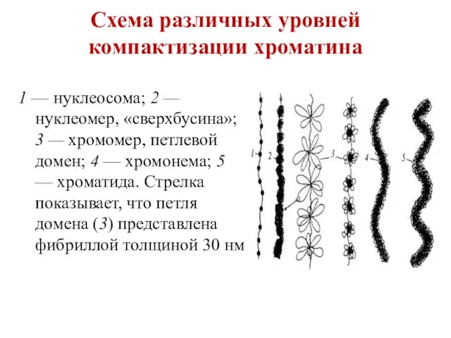 Схема различных уровней компактизации хроматина 1 — нуклеосома; 2 —