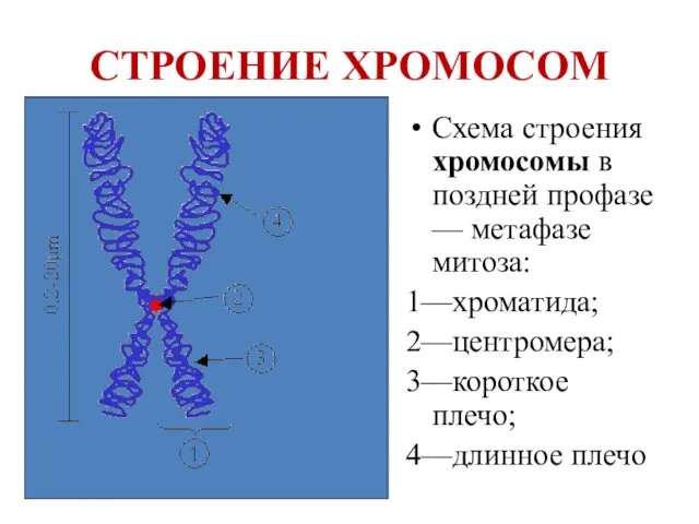 СТРОЕНИЕ ХРОМОСОМ Схема строения хромосомы в поздней профазе — метафазе