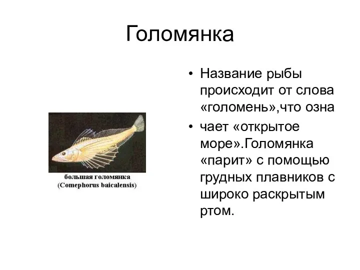 Голомянка Название рыбы происходит от слова «голомень»,что озна чает «открытое