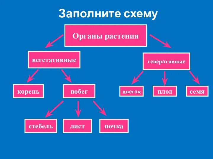 Заполните схему Органы растения вегетативные генеративные корень побег цветок плод семя стебель лист почка