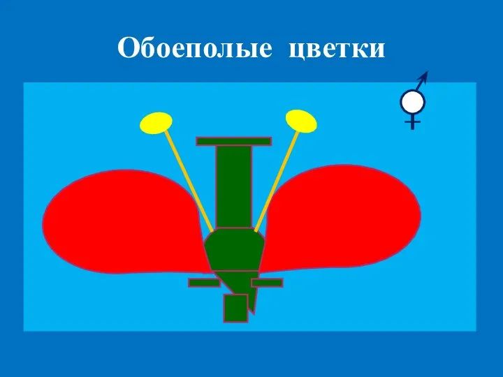 Обоеполые цветки