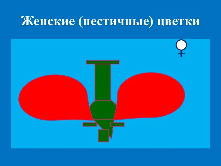 Женские (пестичные) цветки