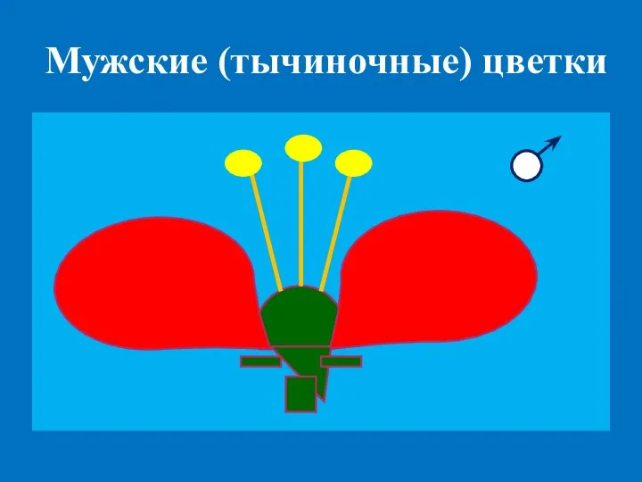 Мужские (тычиночные) цветки