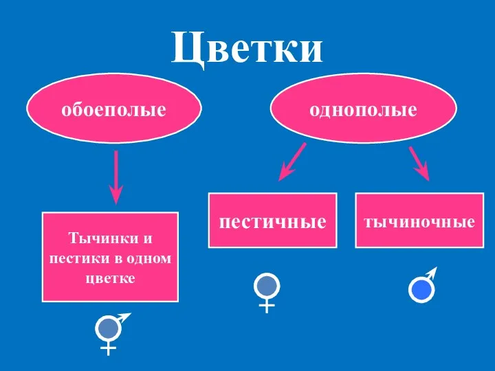 Цветки обоеполые однополые Тычинки и пестики в одном цветке пестичные тычиночные