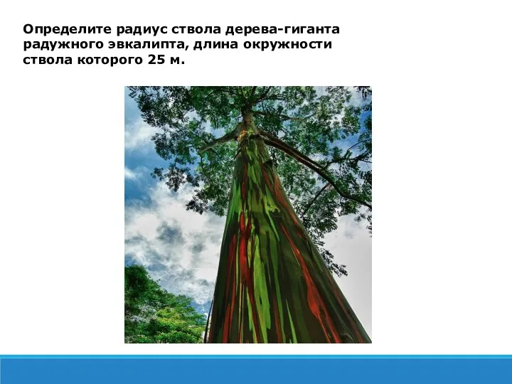 Определите радиус ствола дерева-гиганта радужного эвкалипта, длина окружности ствола которого 25 м.
