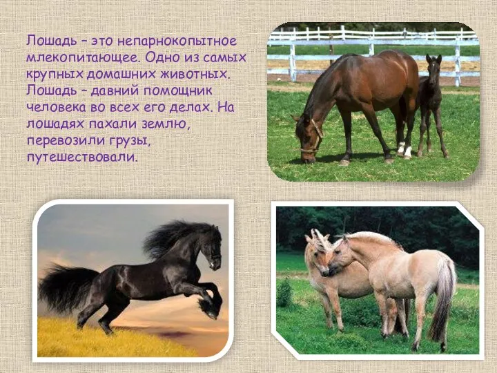 Лошадь – это непарнокопытное млекопитающее. Одно из самых крупных домашних животных. Лошадь –