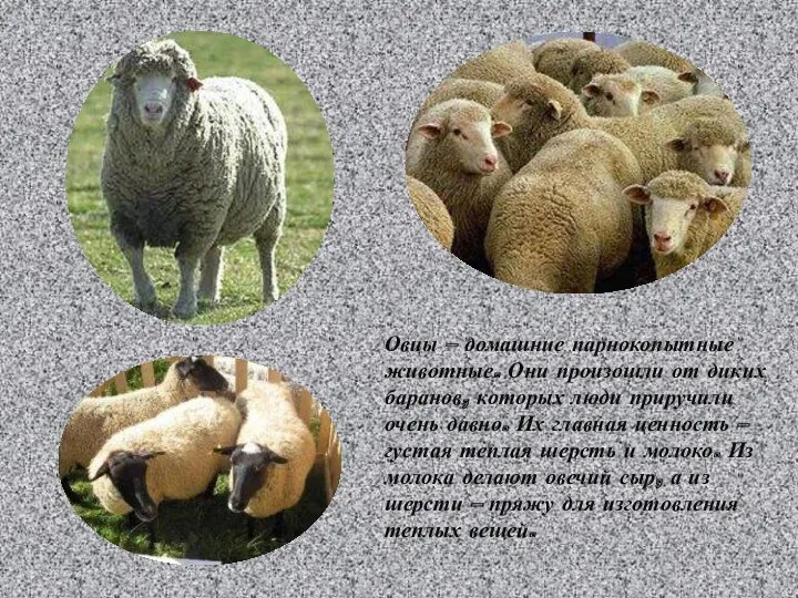 Овцы – домашние парнокопытные животные. Они произошли от диких баранов, которых люди приручили