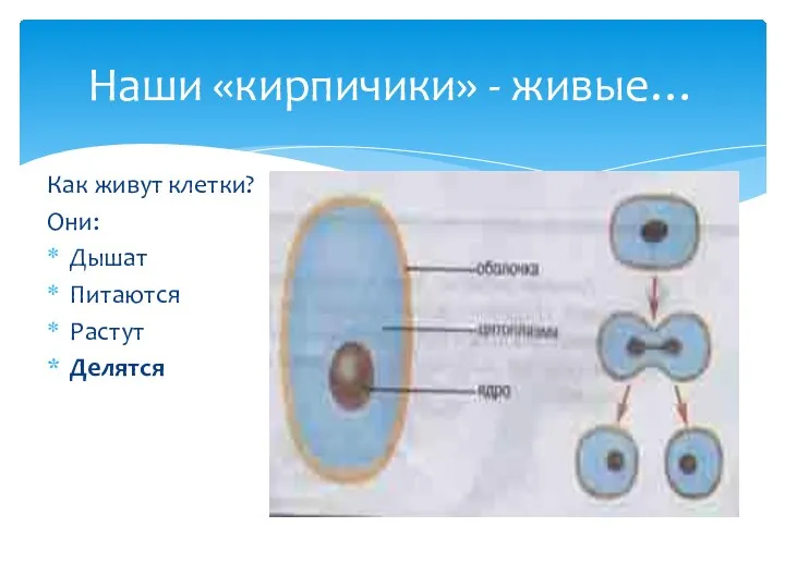 Наши «кирпичики» - живые… Как живут клетки? Они: Дышат Питаются Растут Делятся