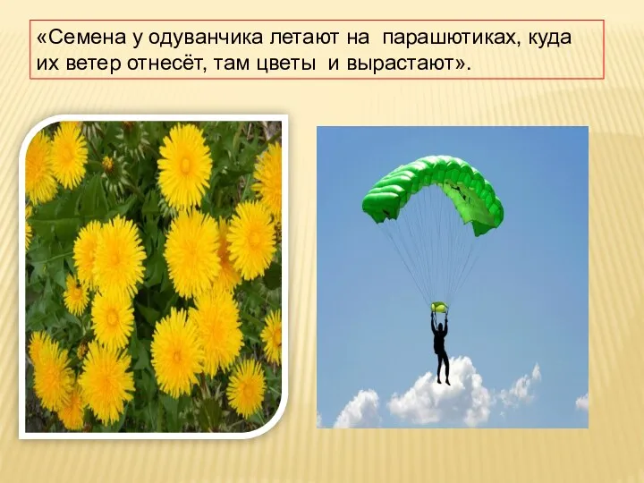 «Семена у одуванчика летают на парашютиках, куда их ветер отнесёт, там цветы и вырастают».