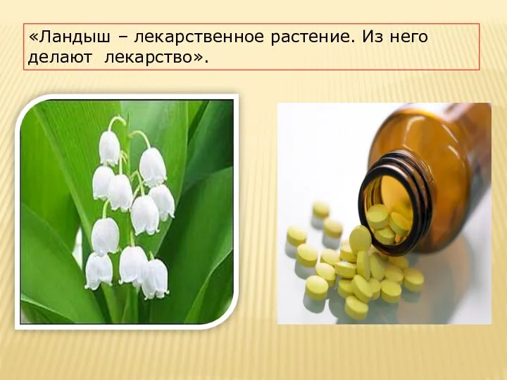 «Ландыш – лекарственное растение. Из него делают лекарство».