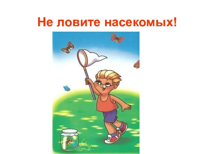 Не ловите насекомых!