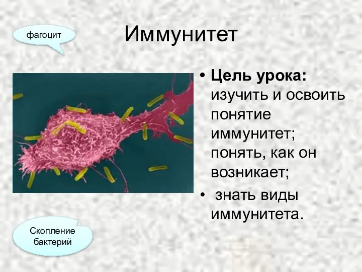 Иммунитет Цель урока: изучить и освоить понятие иммунитет; понять, как он возникает; знать