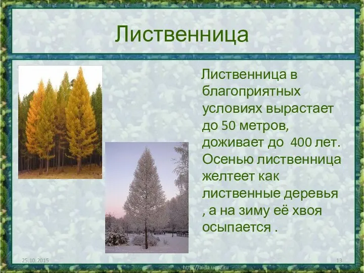 Лиственница Лиственница в благоприятных условиях вырастает до 50 метров, доживает