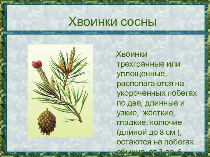 Хвоинки сосны Хвоинки трехгранные или уплощенные, располагаются на укороченных побегах