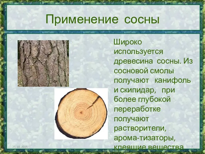 Применение сосны Широко используется древесина сосны. Из сосновой смолы получают