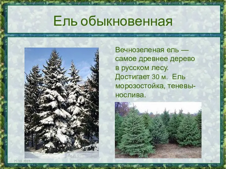 Ель обыкновенная Вечнозеленая ель — самое древнее дерево в русском лесу. Достигает 30