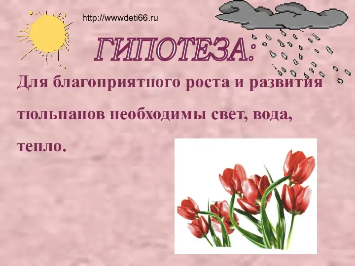 Для благоприятного роста и развития тюльпанов необходимы свет, вода, тепло. ГИПОТЕЗА: http://wwwdeti66.ru