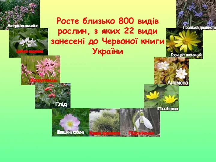 Росте близько 800 видів рослин, з яких 22 види занесені