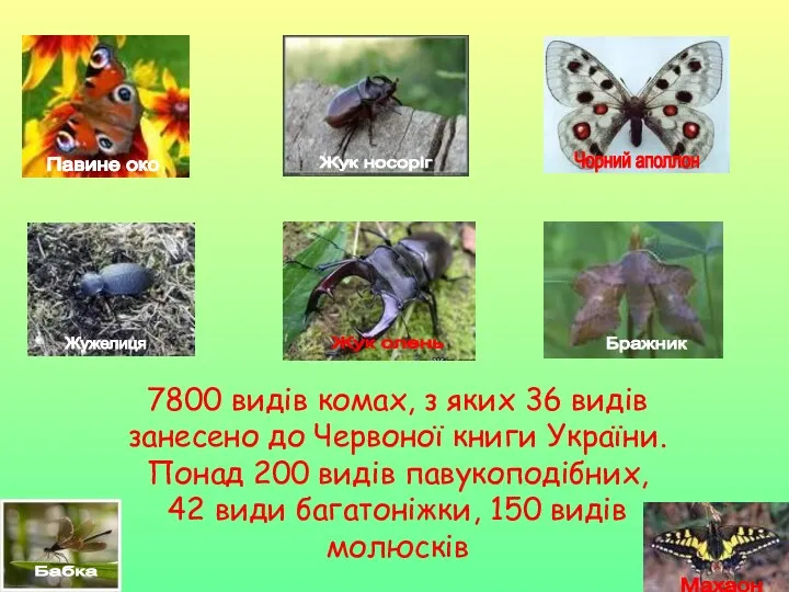 7800 видів комах, з яких 36 видів занесено до Червоної