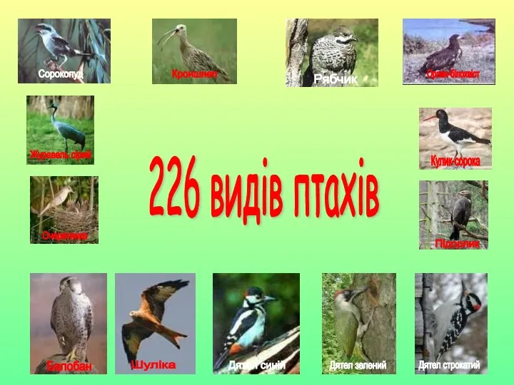 226 видів птахів Балобан Шуліка Шуліка Дятел синій Дятел зелений