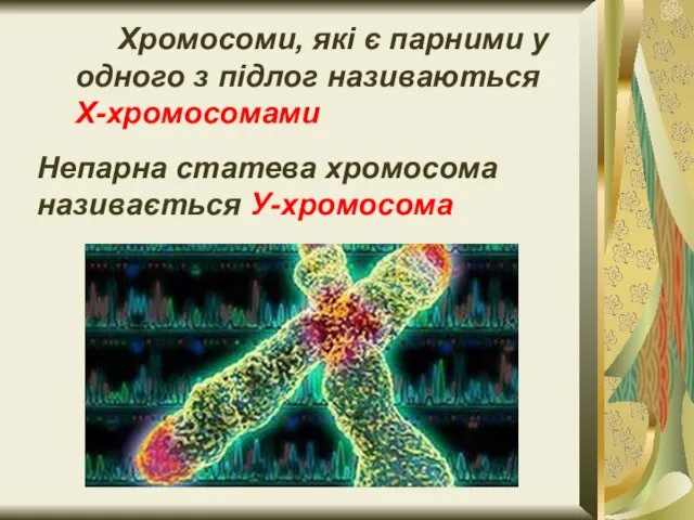Хромосоми, які є парними у одного з підлог називаються Х-хромосомами Непарна статева хромосома називається У-хромосома