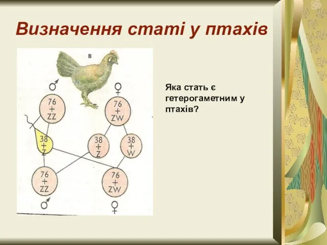 Визначення статі у птахів Яка стать є гетерогаметним у птахів?