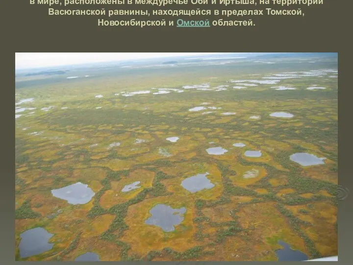 Васюганские болота — одни из самых больших болот в мире,