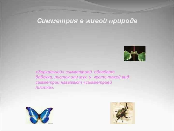 Симметрия в живой природе «Зеркальной» симметрией обладает бабочка, листок или