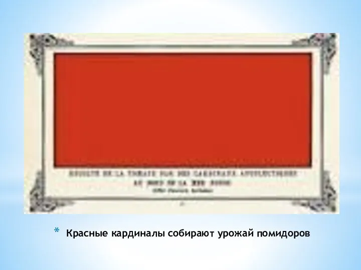 Красные кардиналы собирают урожай помидоров