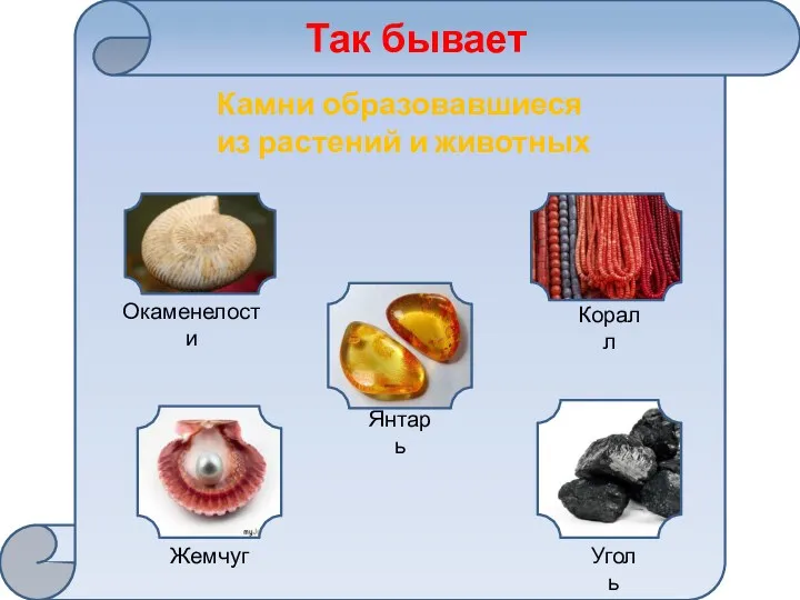 Камни образовавшиеся из растений и животных Так бывает Окаменелости Коралл Янтарь Жемчуг Уголь