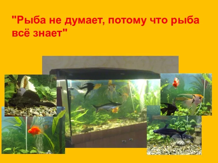 "Рыба не думает, потому что рыба всё знает"