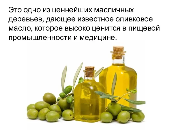 Это одно из ценнейших масличных деревьев, дающее известное оливковое масло,