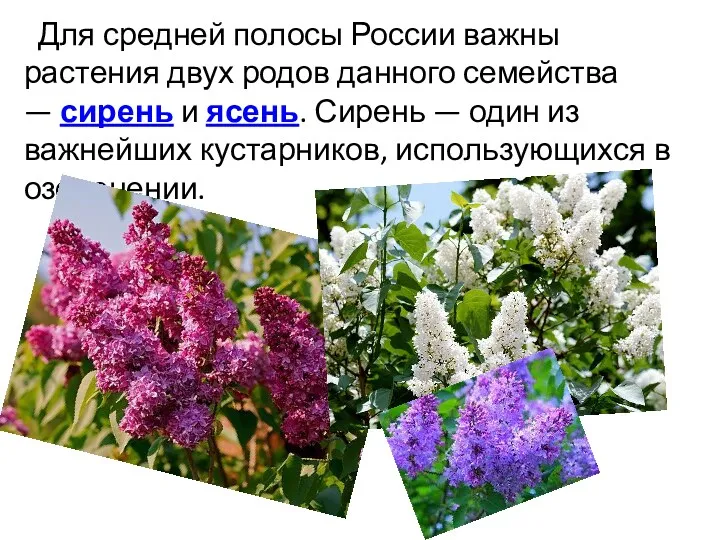 Для средней полосы России важны растения двух родов данного семейства