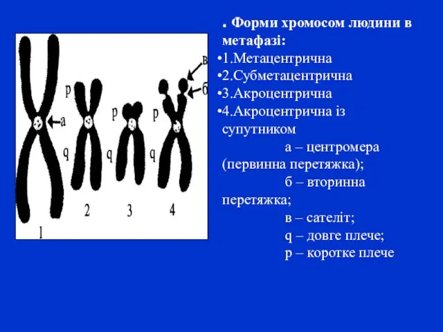 . Форми хромосом людини в метафазі: 1.Метацентрична 2.Субметацентрична 3.Акроцентрична 4.Акроцентрична