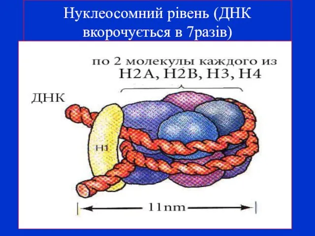 Нуклеосомний рівень (ДНК вкорочується в 7разів)