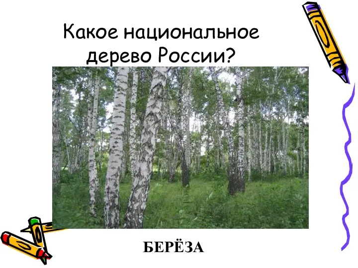 Какое национальное дерево России? БЕРЁЗА