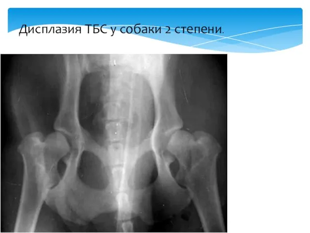 Дисплазия ТБС у собаки 2 степени.