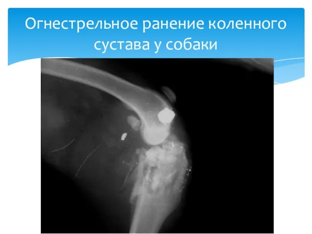 Огнестрельное ранение коленного сустава у собаки