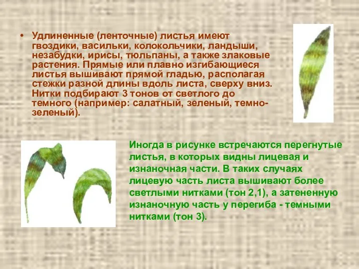 Удлиненные (ленточные) листья имеют гвоздики, васильки, колокольчики, ландыши, незабудки, ирисы,