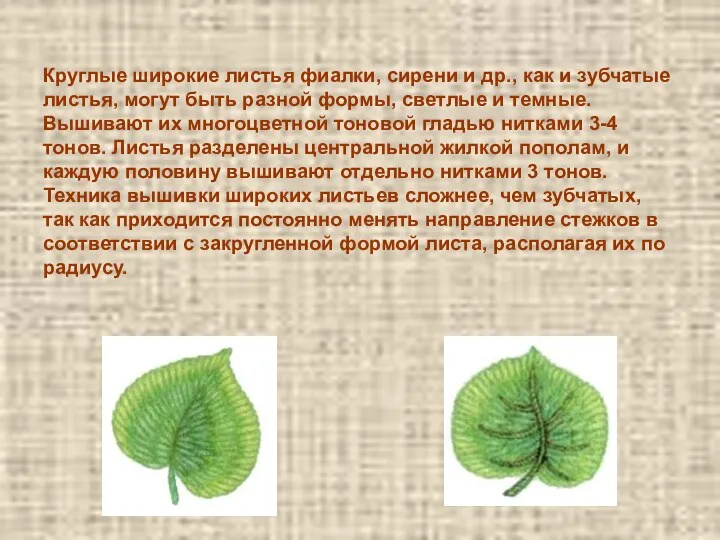 Круглые широкие листья фиалки, сирени и др., как и зубчатые