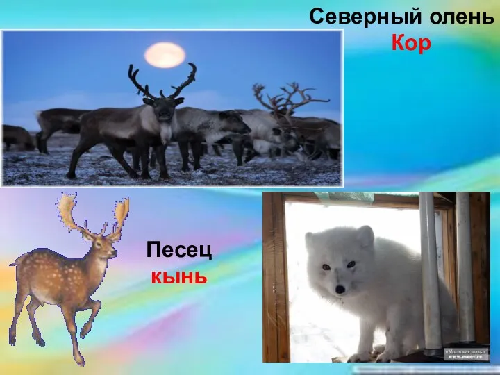 Северный олень Кор Песец кынь