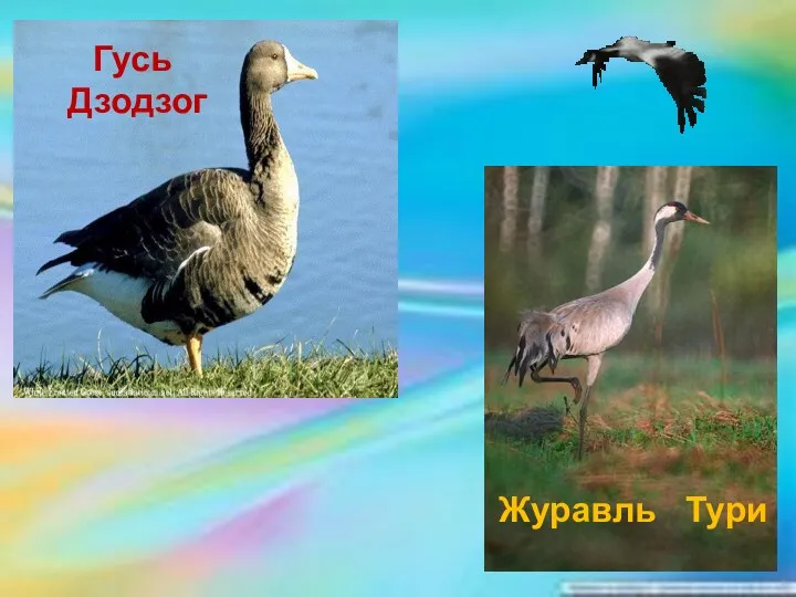 Гусь Дзодзог Журавль Тури