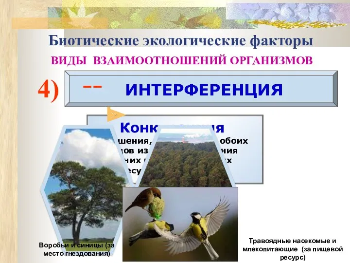 4) ИНТЕРФЕРЕНЦИЯ –– Травоядные насекомые и млекопитающие (за пищевой ресурс)