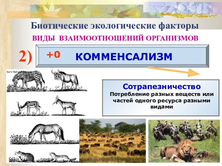 Биотические экологические факторы ВИДЫ ВЗАИМООТНОШЕНИЙ ОРГАНИЗМОВ 2) КОММЕНСАЛИЗМ +0 Сотрапезничество Потребление разных веществ